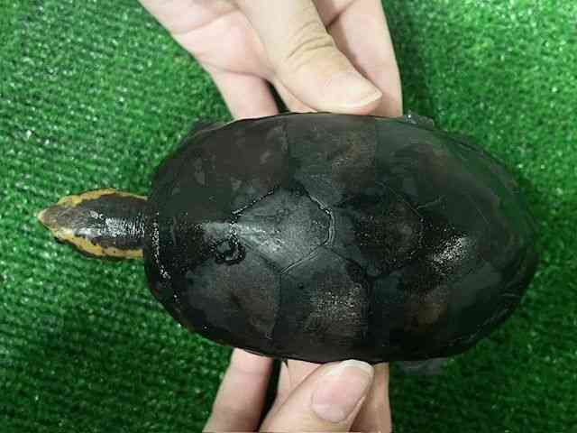 ̑iKnj
