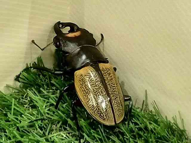 OY
