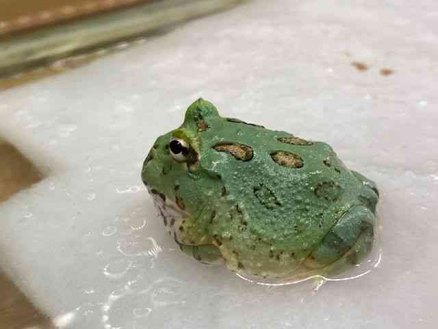 cmKGȋj
