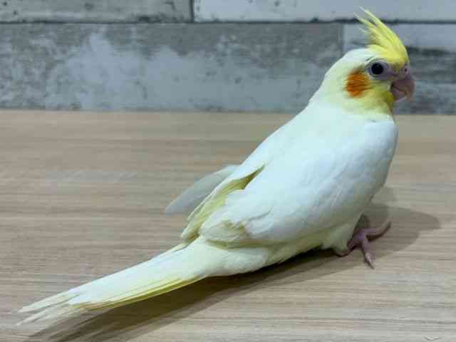 IJCR