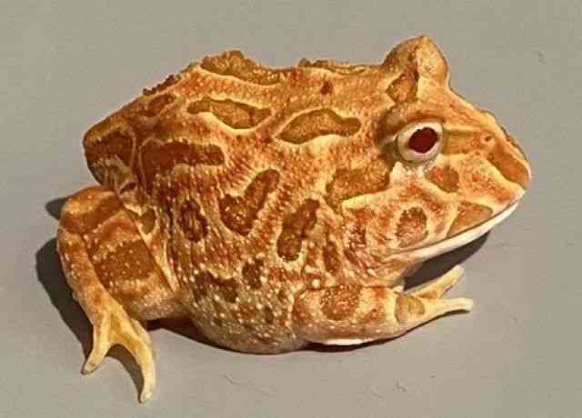 NEFcmKG