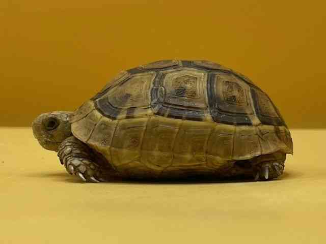MVNK