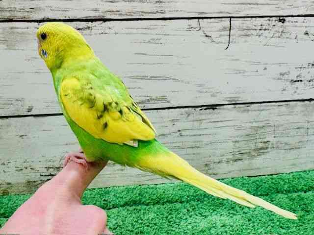 ZLZCCR