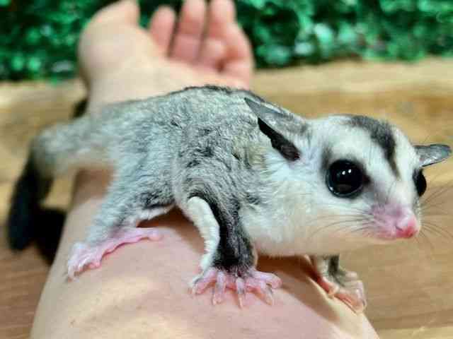 tNK