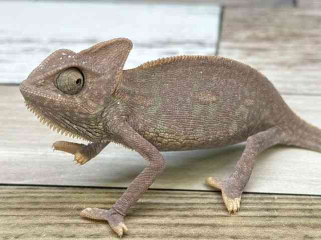 G{VJI