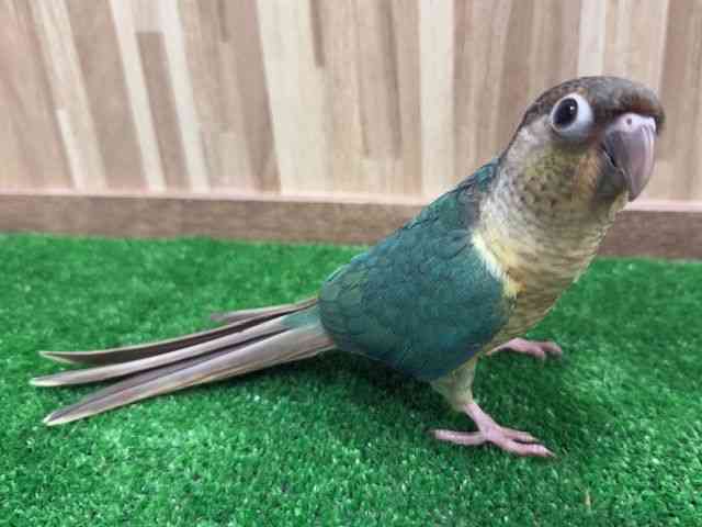 LRKlCERCR