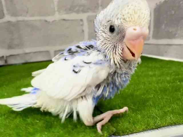 ZLZCCR