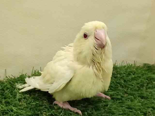 TUi~CR