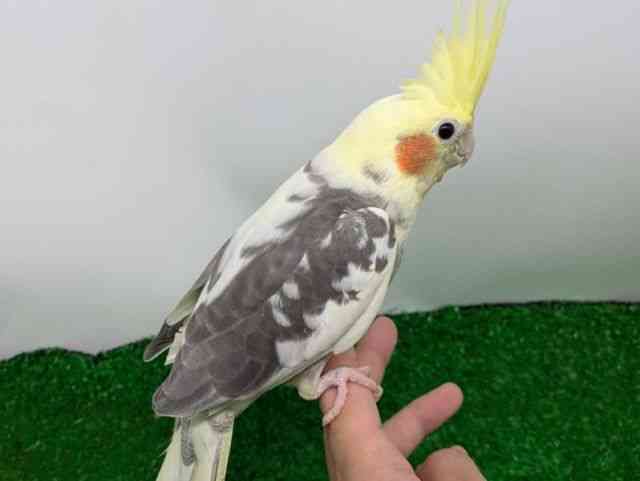 IJCR