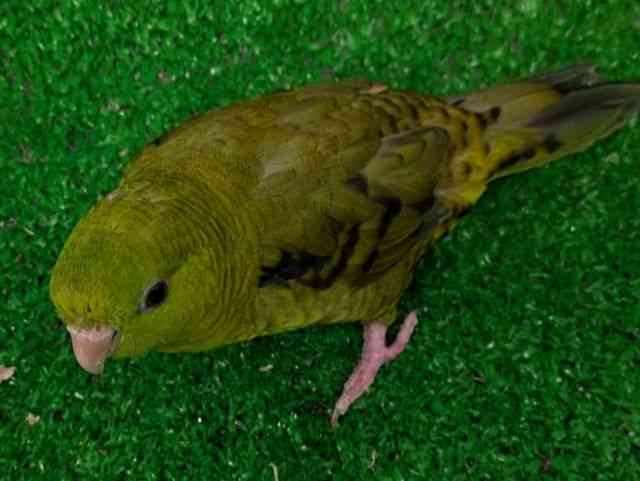 TUi~CR