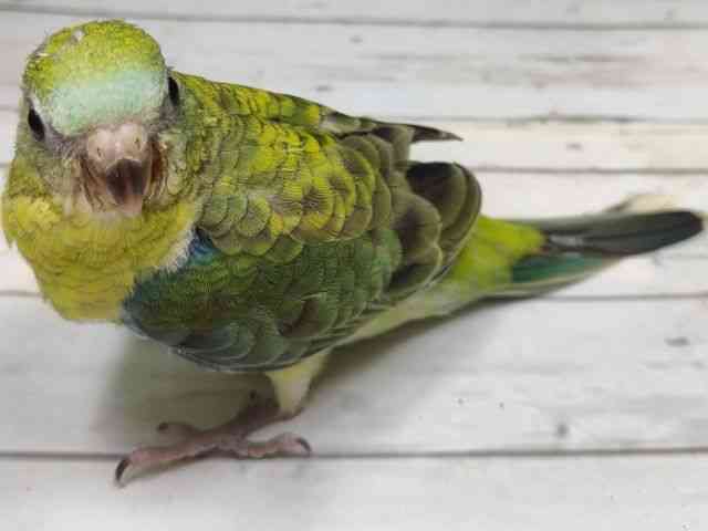rZCCR