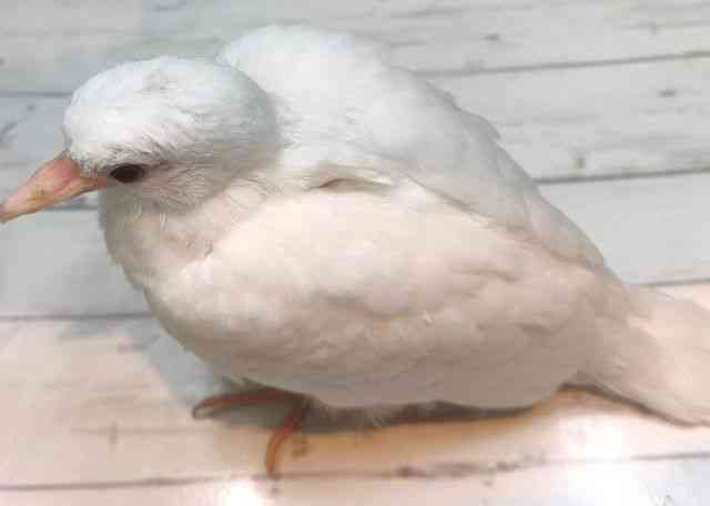 ̑iތnȋjj