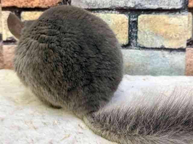 ``