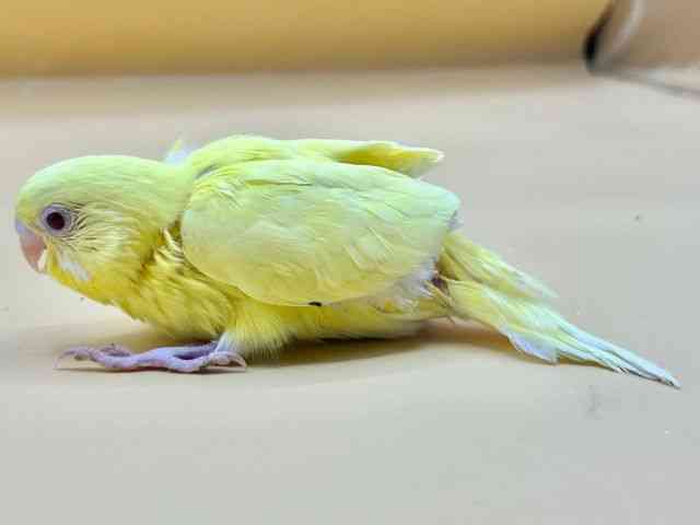 ZLZCCR