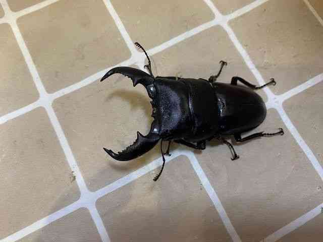 OY