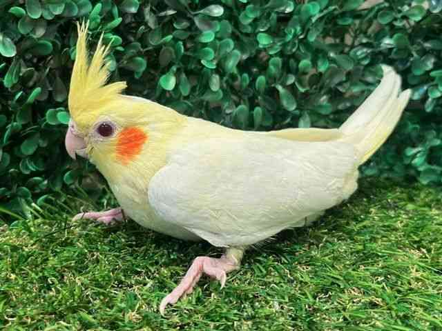 IJCR