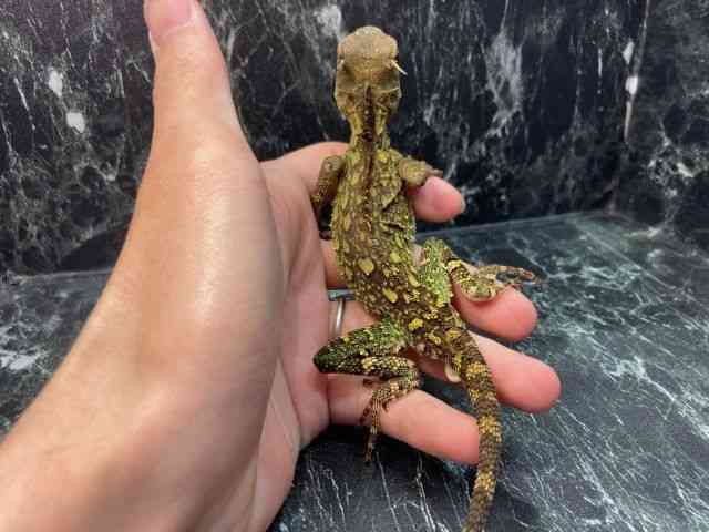 ̑igJQnj