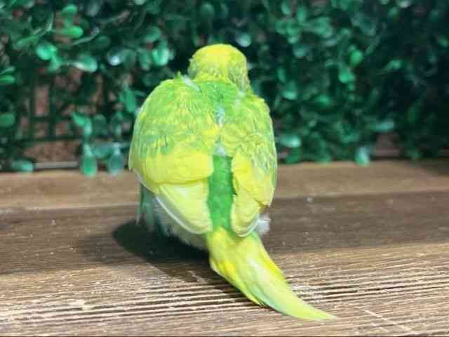 ZLZCCR
