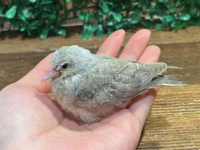 ̑iތnȋjj