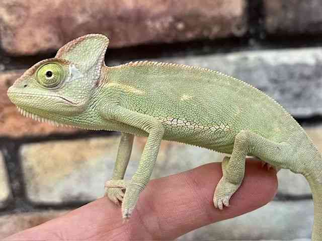 G{VJI