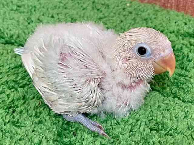 {^CR