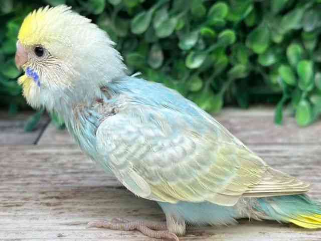 ZLZCCR