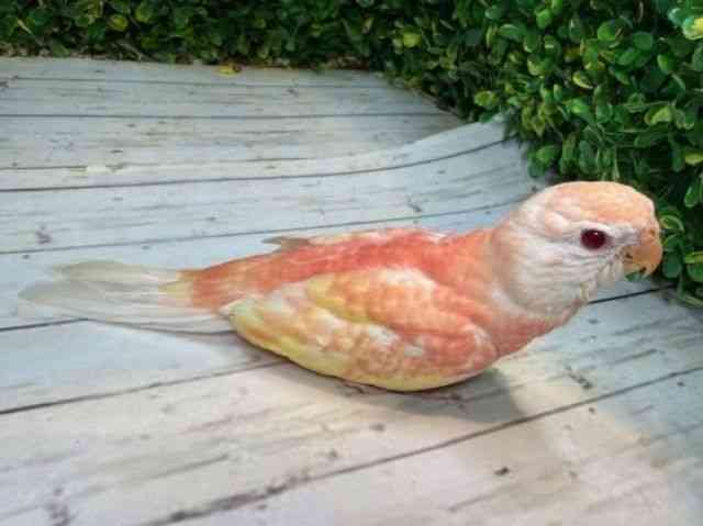 ALNTCR