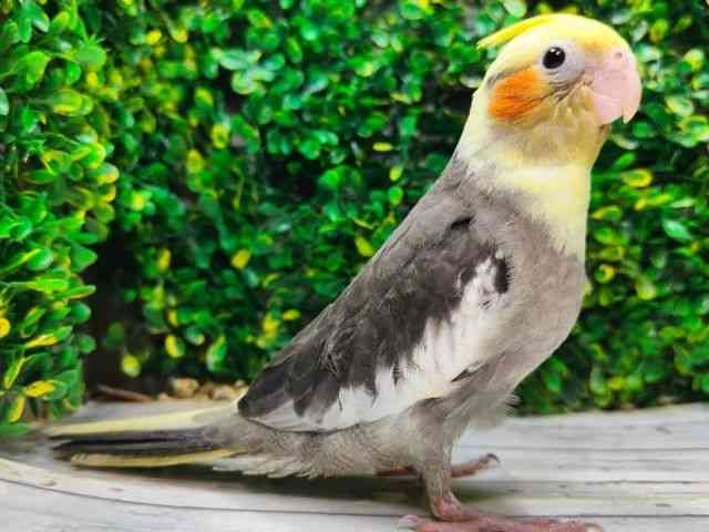 IJCR