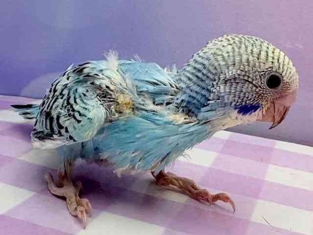 ZLZCCR