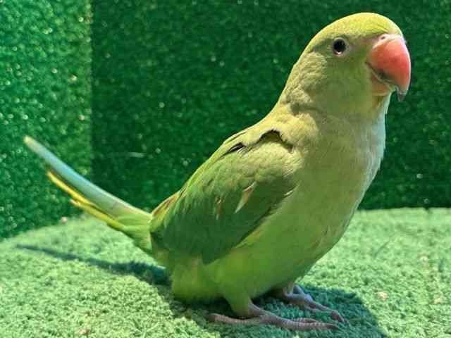 ̑iCREIEnj