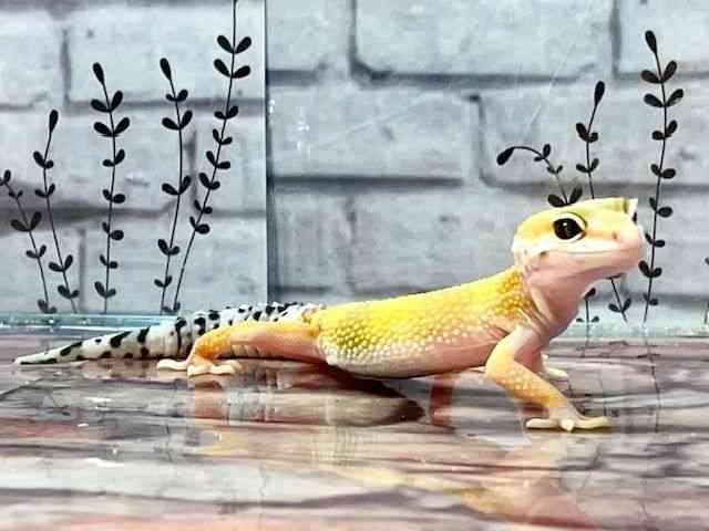 qEgJQhL