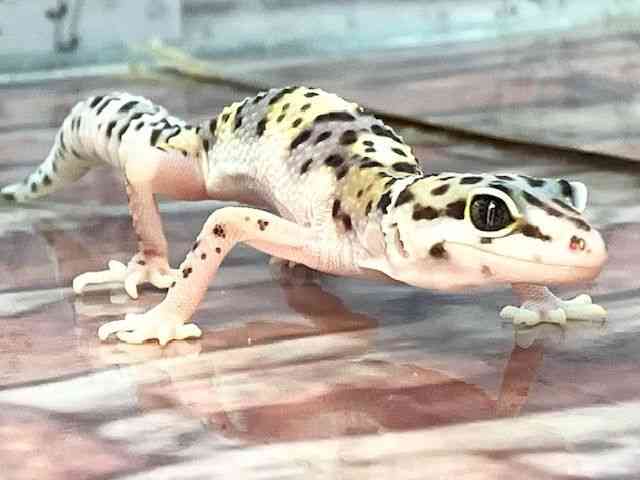 qEgJQhL