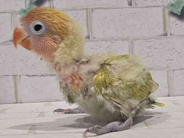 {^CR
