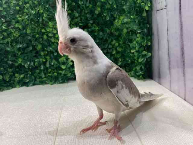 IJCR