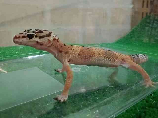 qEgJQhL