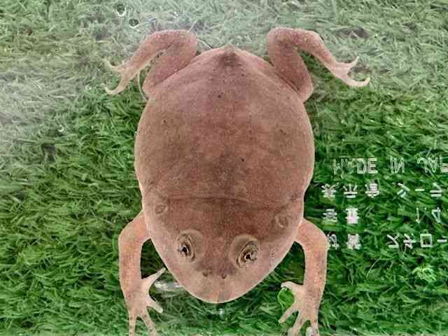 oWFbgKG