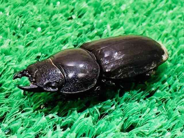 OY