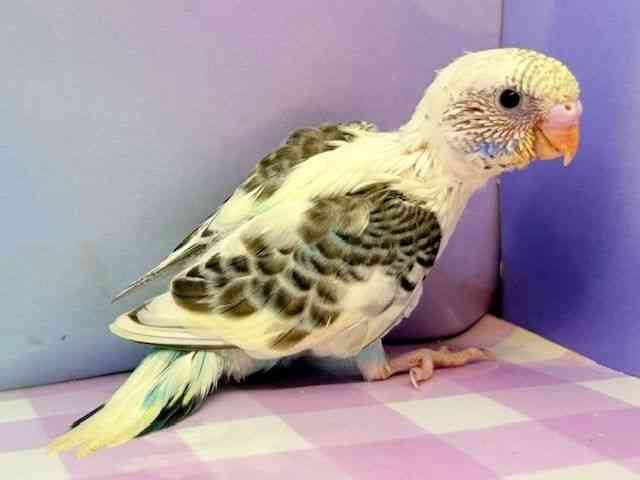 ZLZCCR