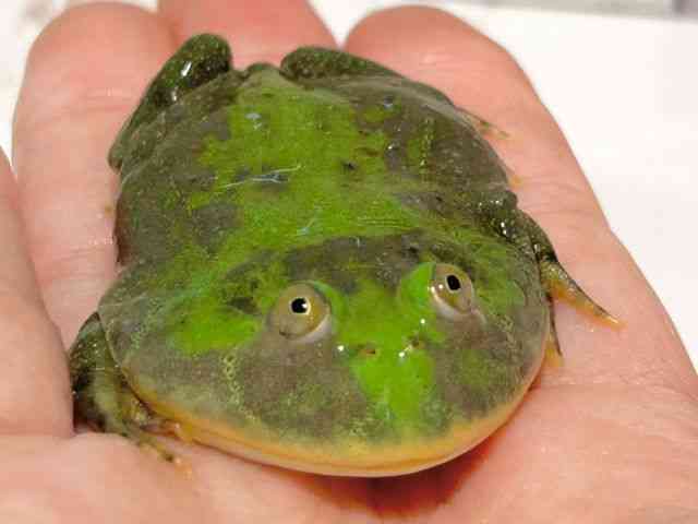 oWFbgKG