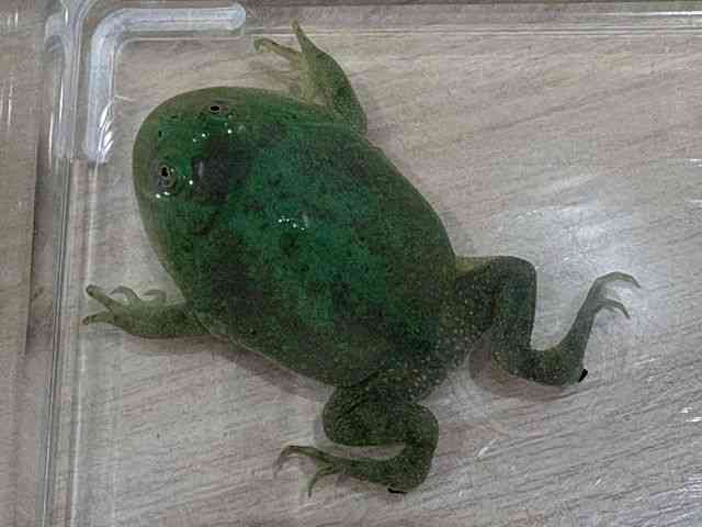 oWFbgKG