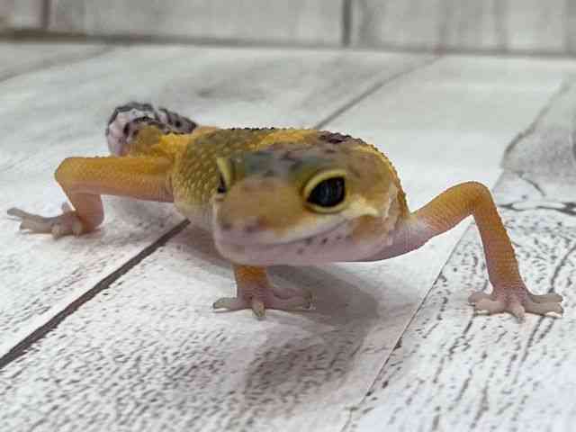 qEgJQhL