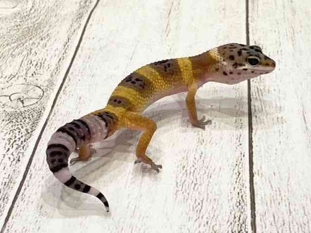 qEgJQhL