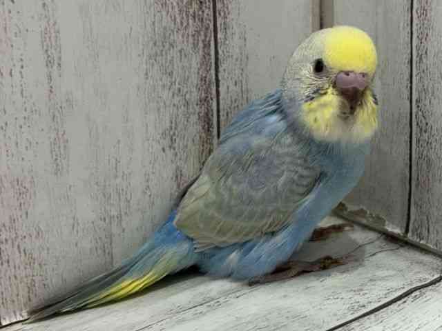ZLZCCR