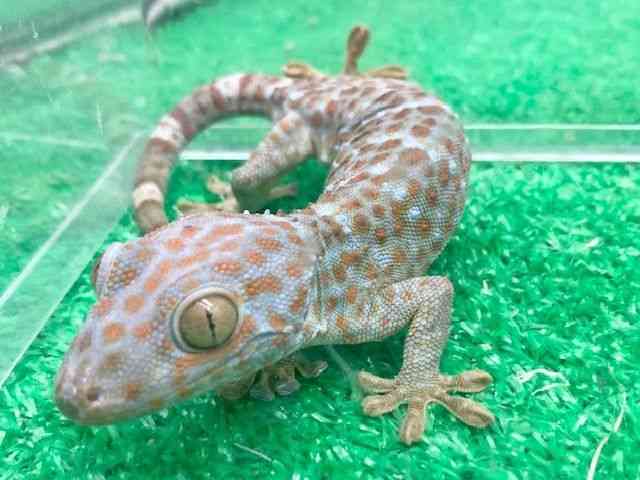 gbPC
