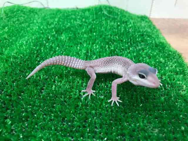 qEgJQhL