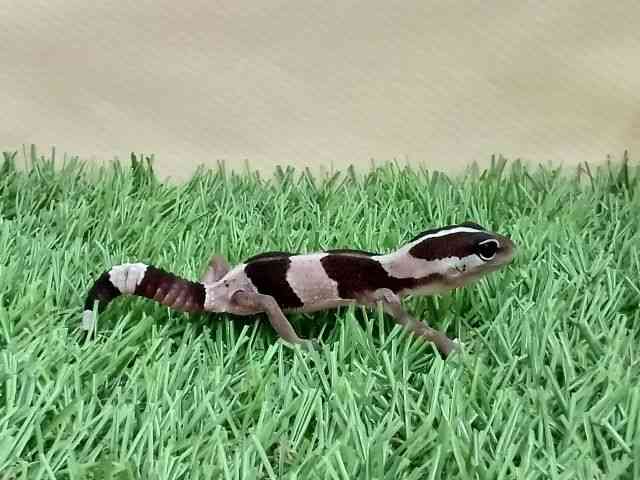 jVAtJgJQhL