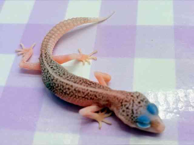 qEgJQhL