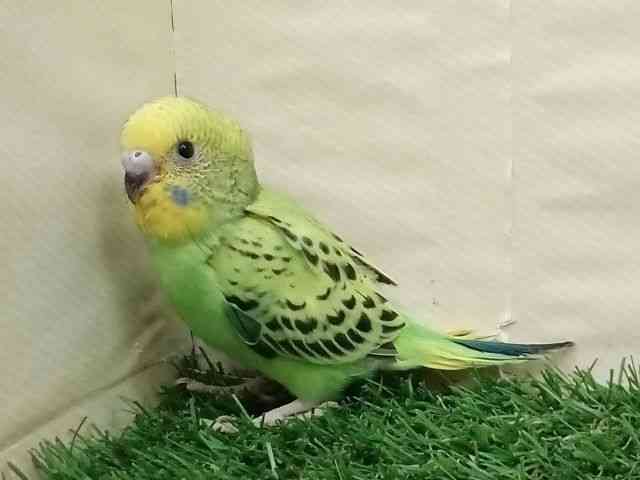 ZLZCCR