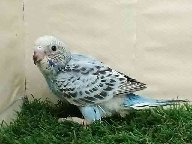 ZLZCCR