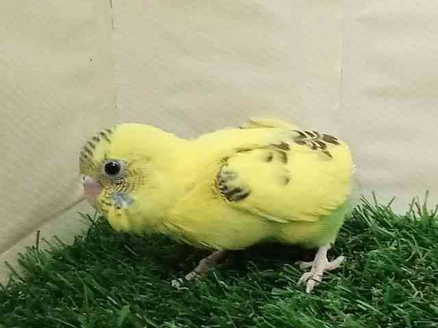 ZLZCCR